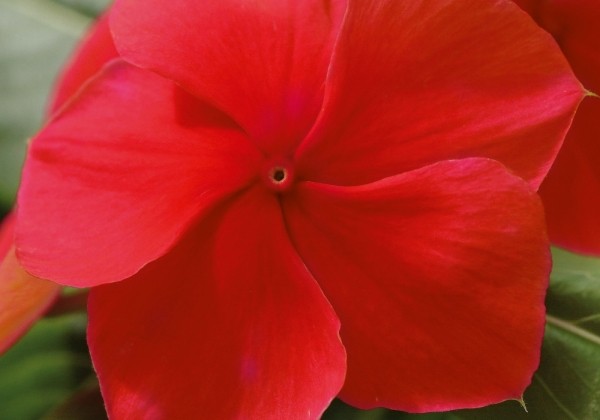 Catharanthus roseus Volante Dark Red