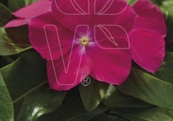 Catharanthus roseus Volante Rose