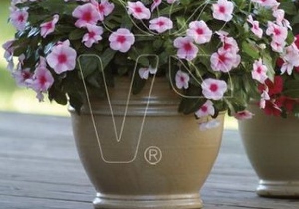 Catharanthus roseus Volante Strawberry