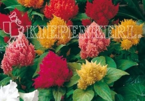 Celosia argentea Calimba Mix