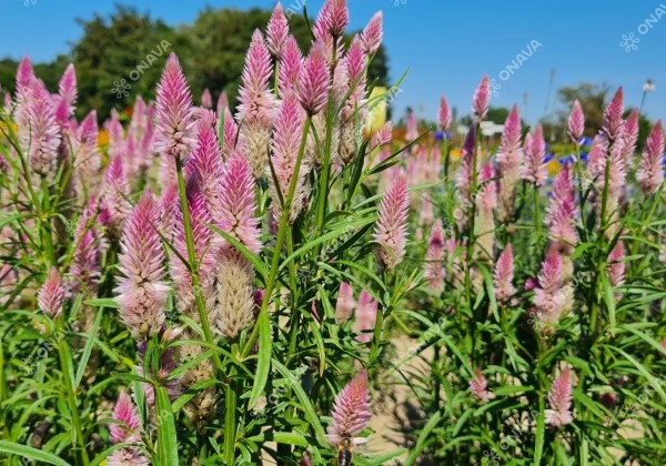 Celosia spicata Flamingo Carmine