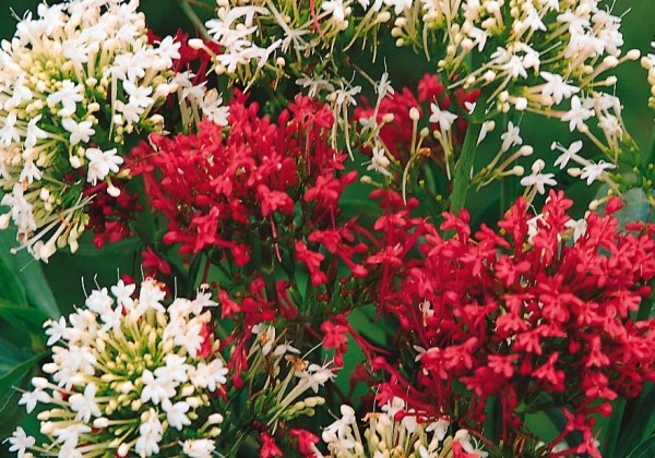 Centranthus ruber Red & White