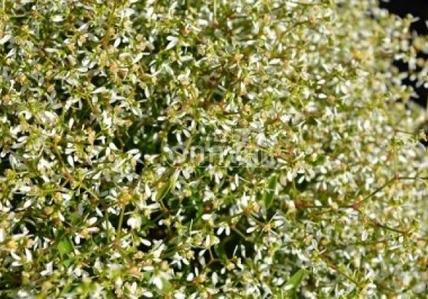 Chamaesyce hypericifolia Snow Mountain