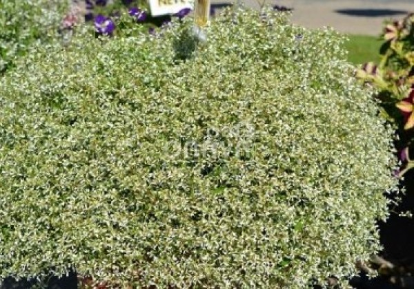 Chamaesyce hypericifolia Snow Mountain