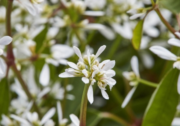 Chamaesyce hypericifolia Starpleasure Frost