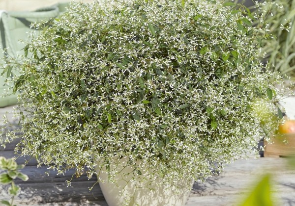 Chamaesyce hypericifolia Starpleasure White