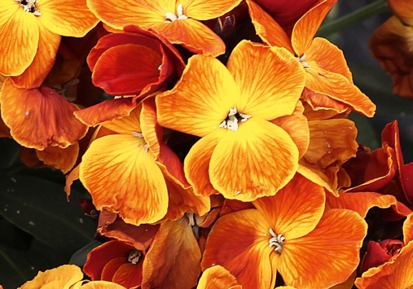 Cheiranthus cheiri Sugar Rush Orange