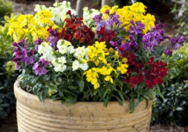 Cheiranthus cheiri Sugar Rush Yellow