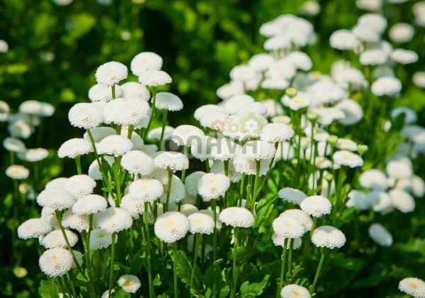 Chrysanthemum parthenium Madonna