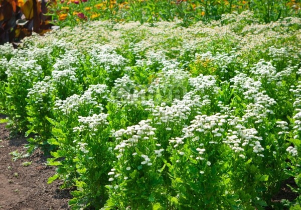 Chrysanthemum parthenium Madonna