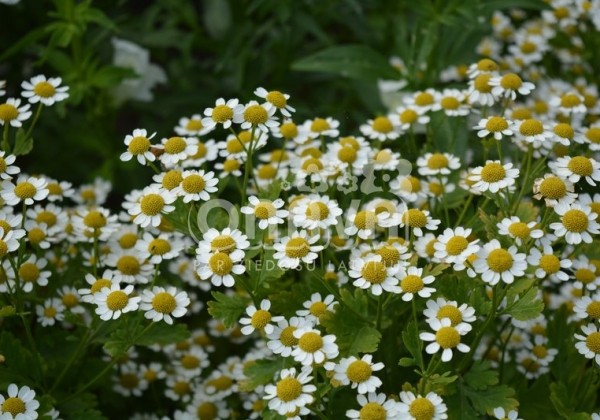 Chrysanthemum parthenium Snow Star