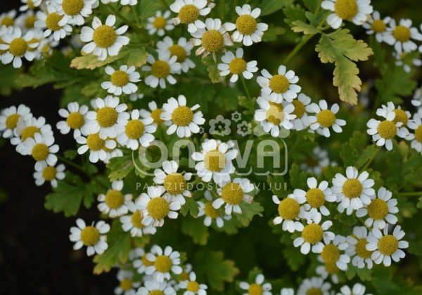 Chrysanthemum parthenium Snow Star