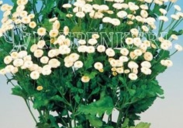 Chrysanthemum parthenium Summer Spirit