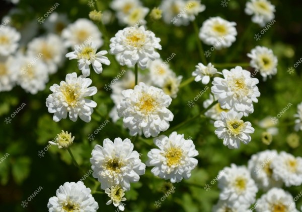 Chrysanthemum parthenium Tetra White