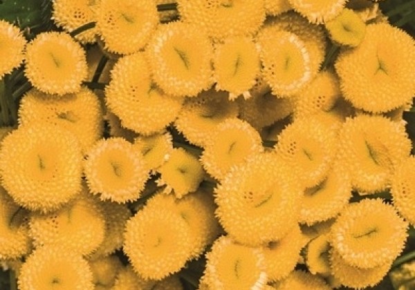 Chrysanthemum parthenium Vegmo Sunny Ball Gold