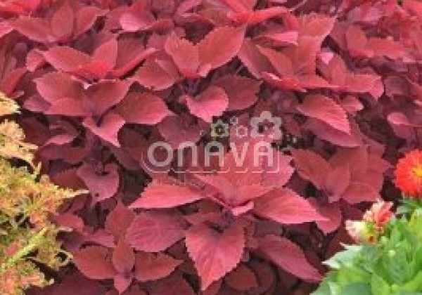 Coleus blumei Copa Copper