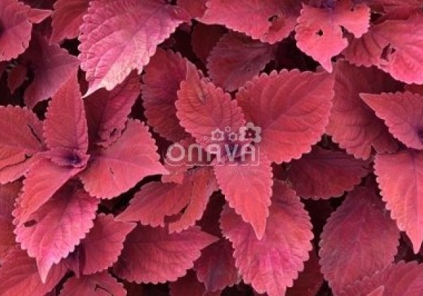Coleus blumei Copa Copper