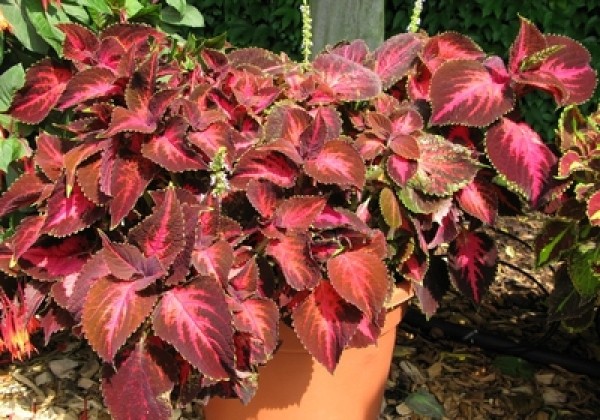 Coleus blumei Copa King Henry