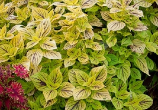 Coleus blumei Copa Nevada