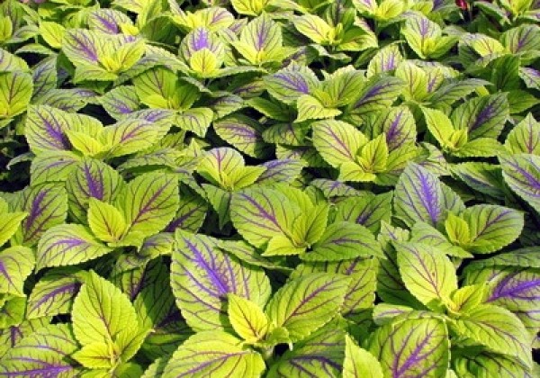 Coleus blumei Copa Nevada