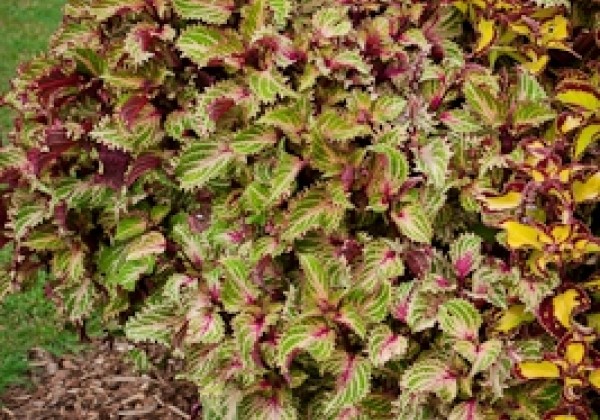 Coleus blumei Copa Peter's Wonder