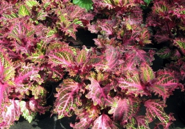 Coleus blumei Copa Peter's Wonder