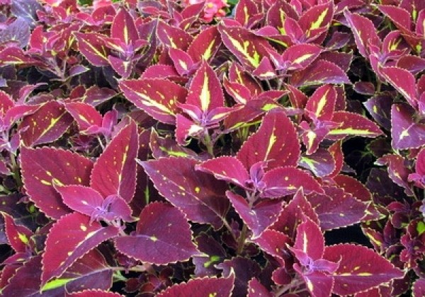 Coleus blumei Copa Saturan