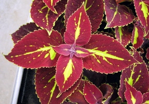 Coleus blumei Copa Saturan
