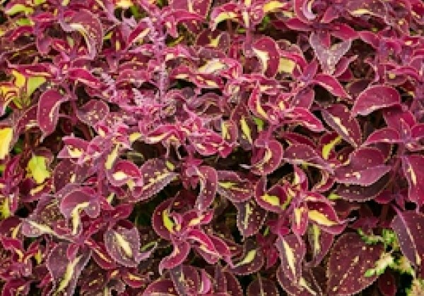 Coleus blumei Copa Saturan