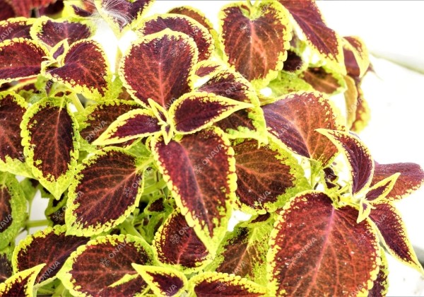 Coleus blumei Wizard Scarlet