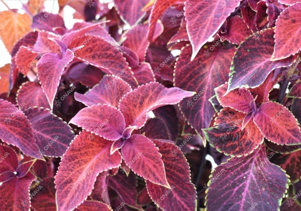 Coleus blumei Wizard Velvet Red