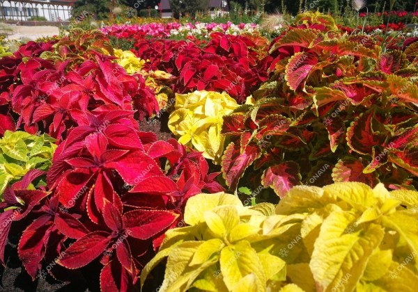 Coleus blumei Wizard Mix