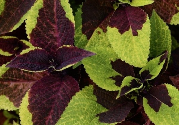 Coleus blumei Solento Burgundy Lime