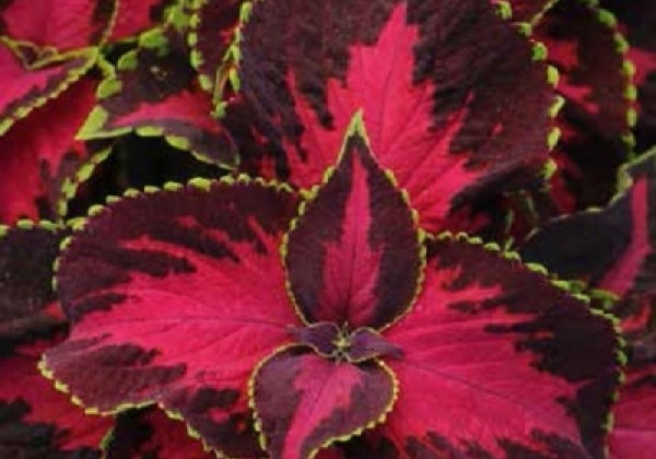 Coleus blumei Solento Dark Cherry