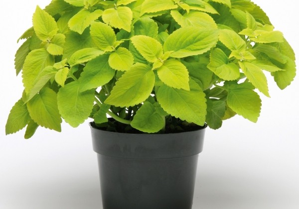Coleus blumei Solento Lime
