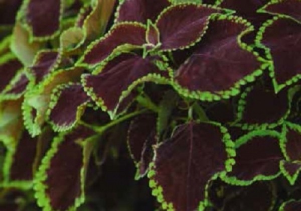 Coleus blumei Solento Mint