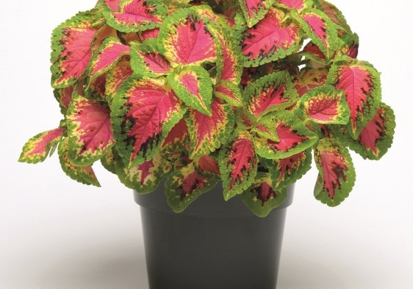 Coleus blumei Solento Rose