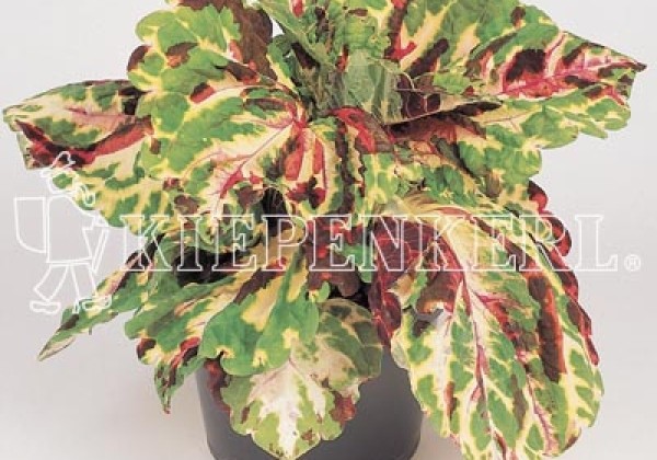 Coleus blumei Kong Mosaic