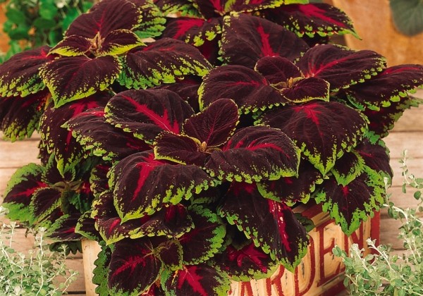 Coleus blumei Kong Red