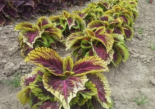 Coleus blumei Kong Rose