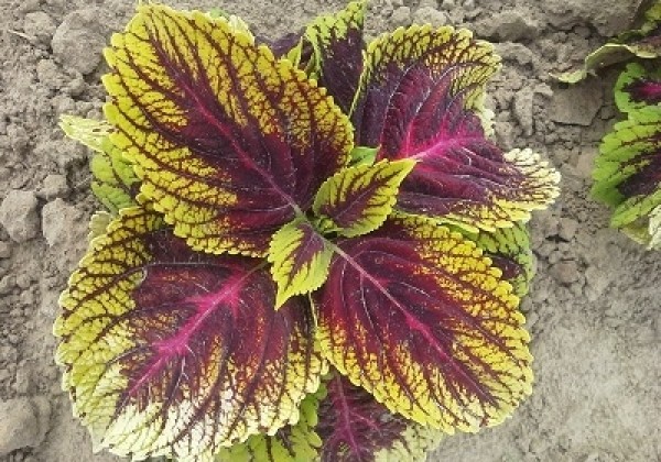 Coleus blumei Kong Rose