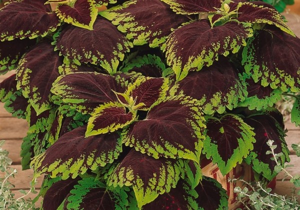 Coleus blumei Kong Scarlet
