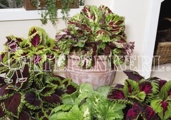 Coleus blumei Kong Mix