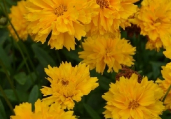 Coreopsis grandiflora Solena Double Gold