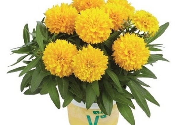 Coreopsis grandiflora Solena Compact