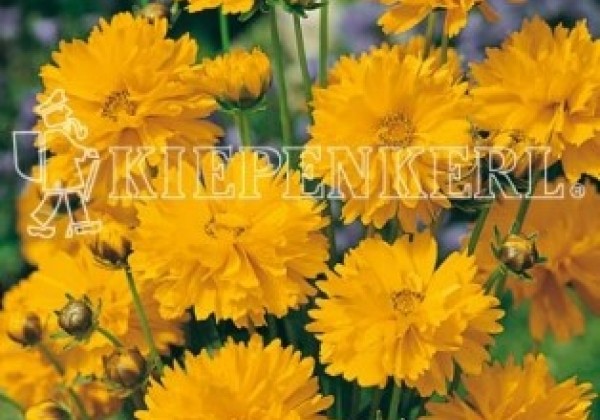Coreopsis grandiflora Early Sunrise