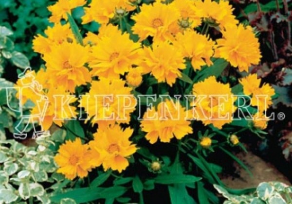 Coreopsis grandiflora Presto