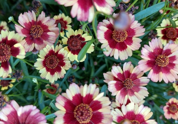 Coreopsis verticillata Corleone Early Banana & Cherry