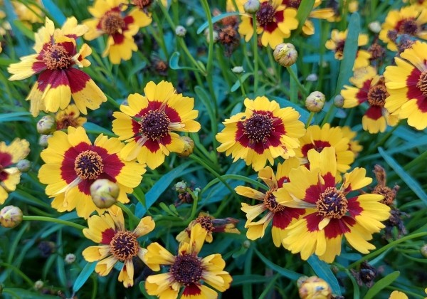 Coreopsis verticillata Corleone Early Red & Gold