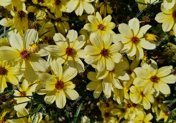 Coreopsis verticillata Corleone Cream